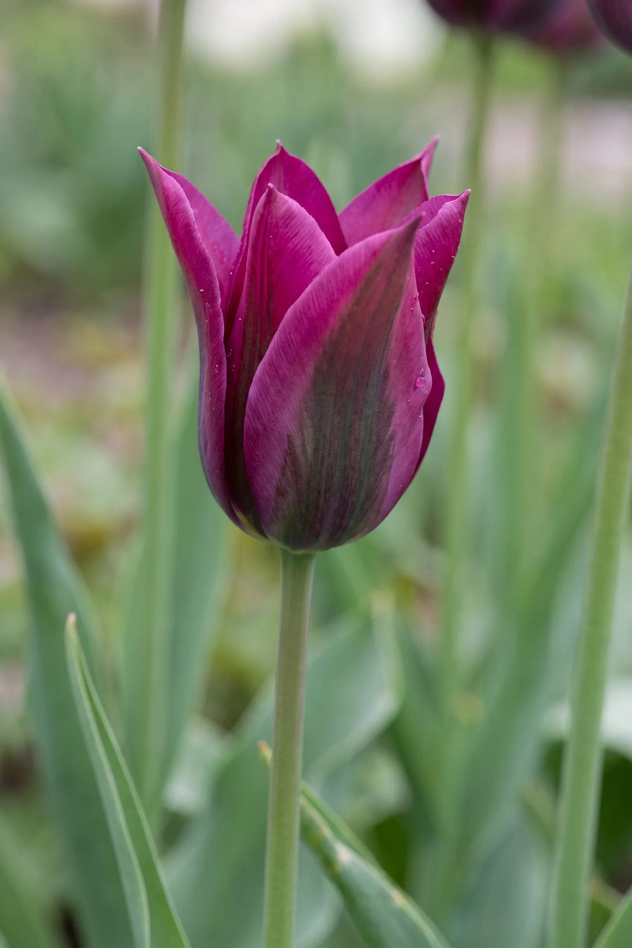 Close-up van de bloem van Tulipa Purple Doll