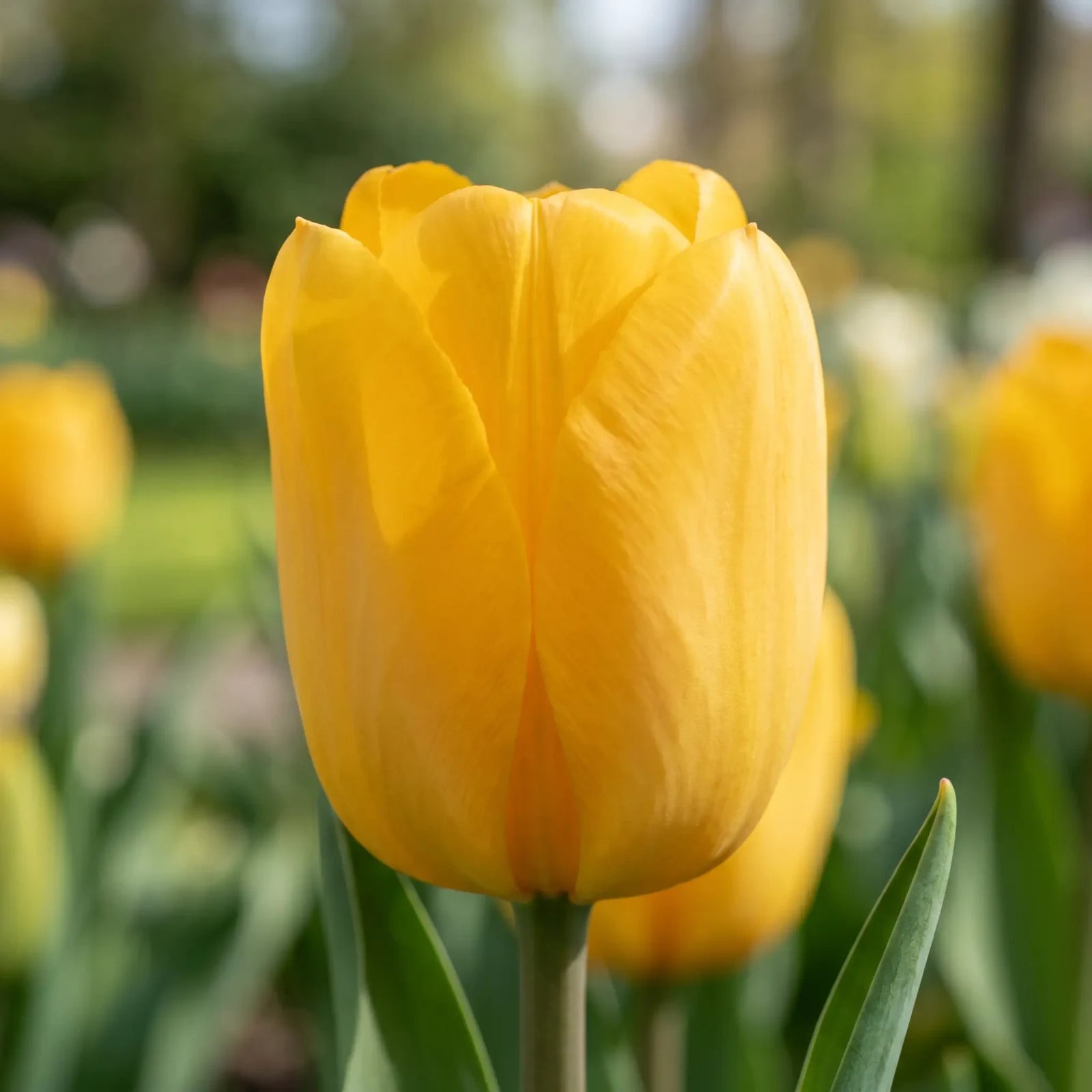 Tulipa Strong Gold close-up