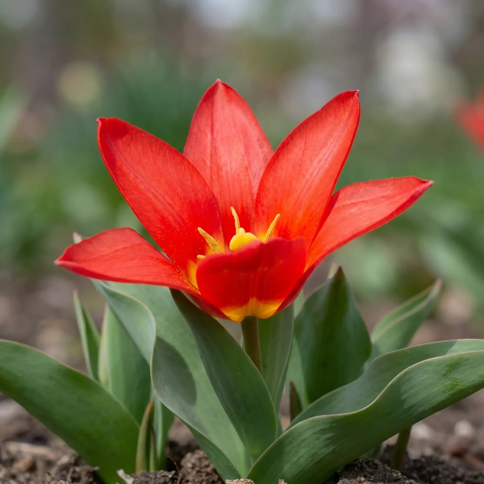 Tulipa Scarlet Baby close-up