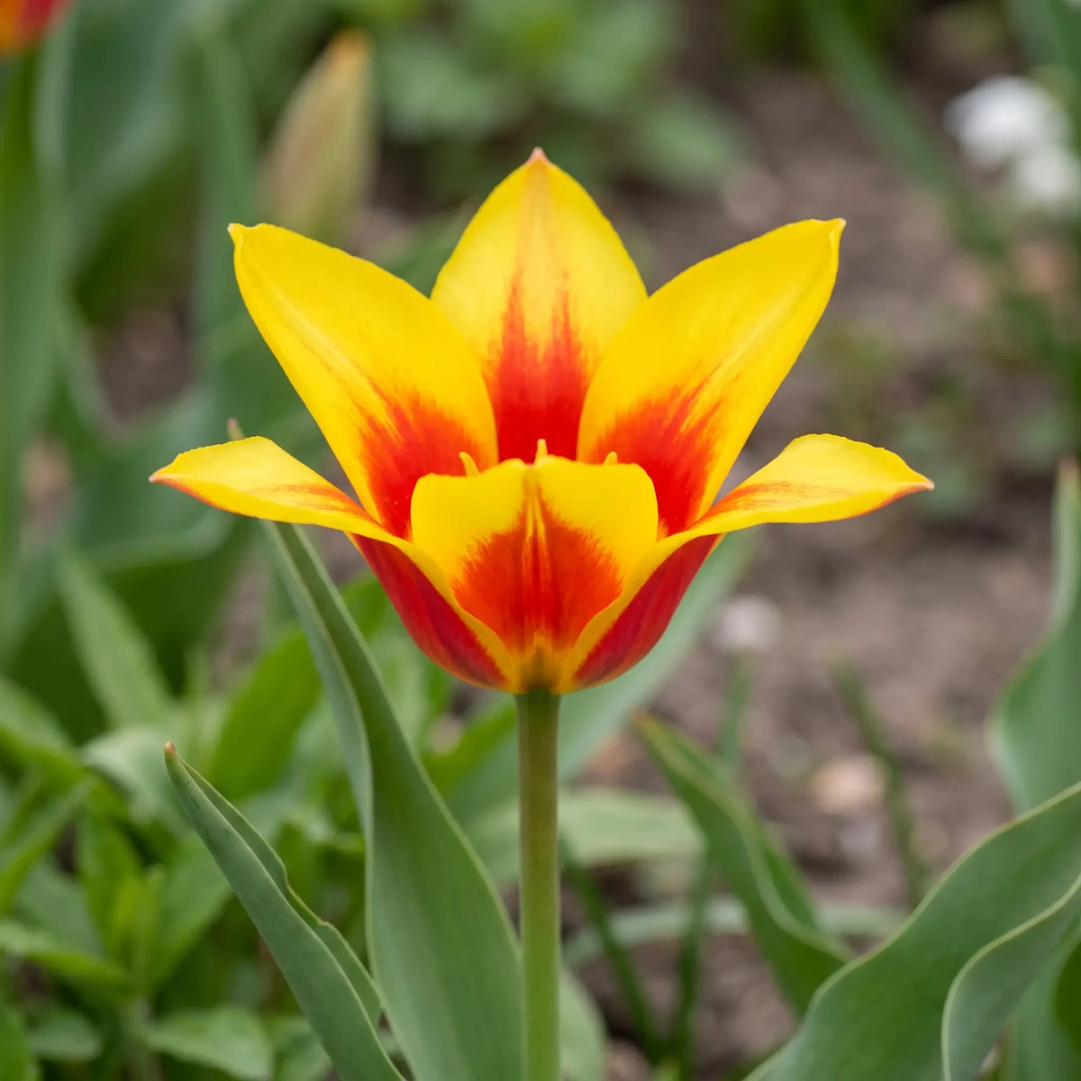 Kaufmanniana waterlelie-tulp close-up