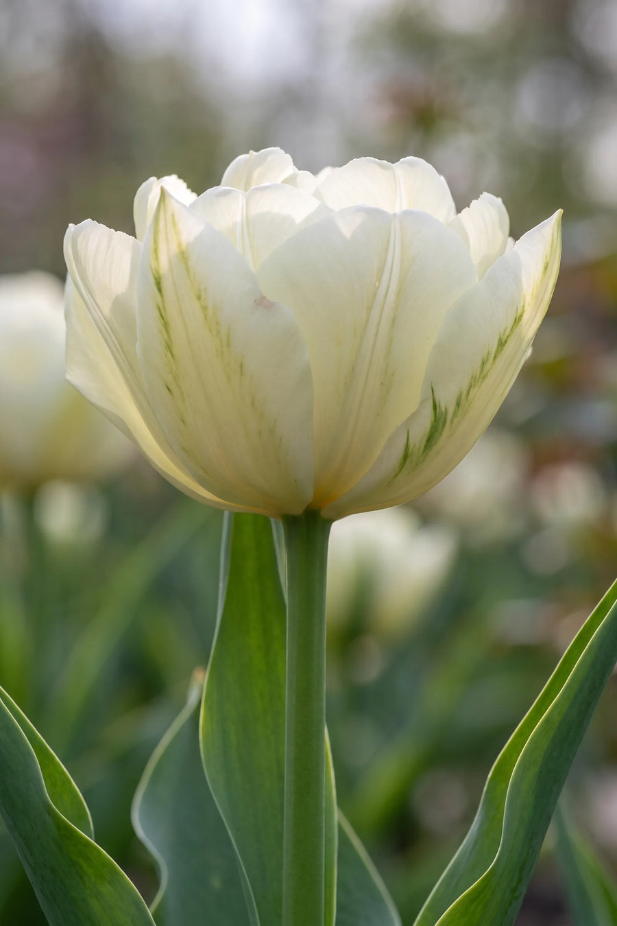 Close-up van de bloem van Tulipa Exotic Emperor