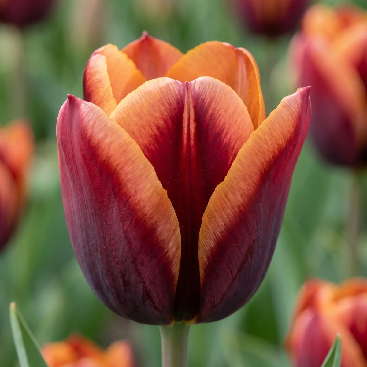 Tulipa Muvota close-up