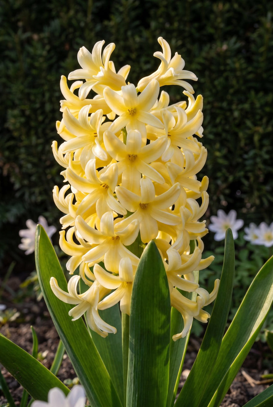 Hyacinthus City of Haarlem — groep in de tuinborder