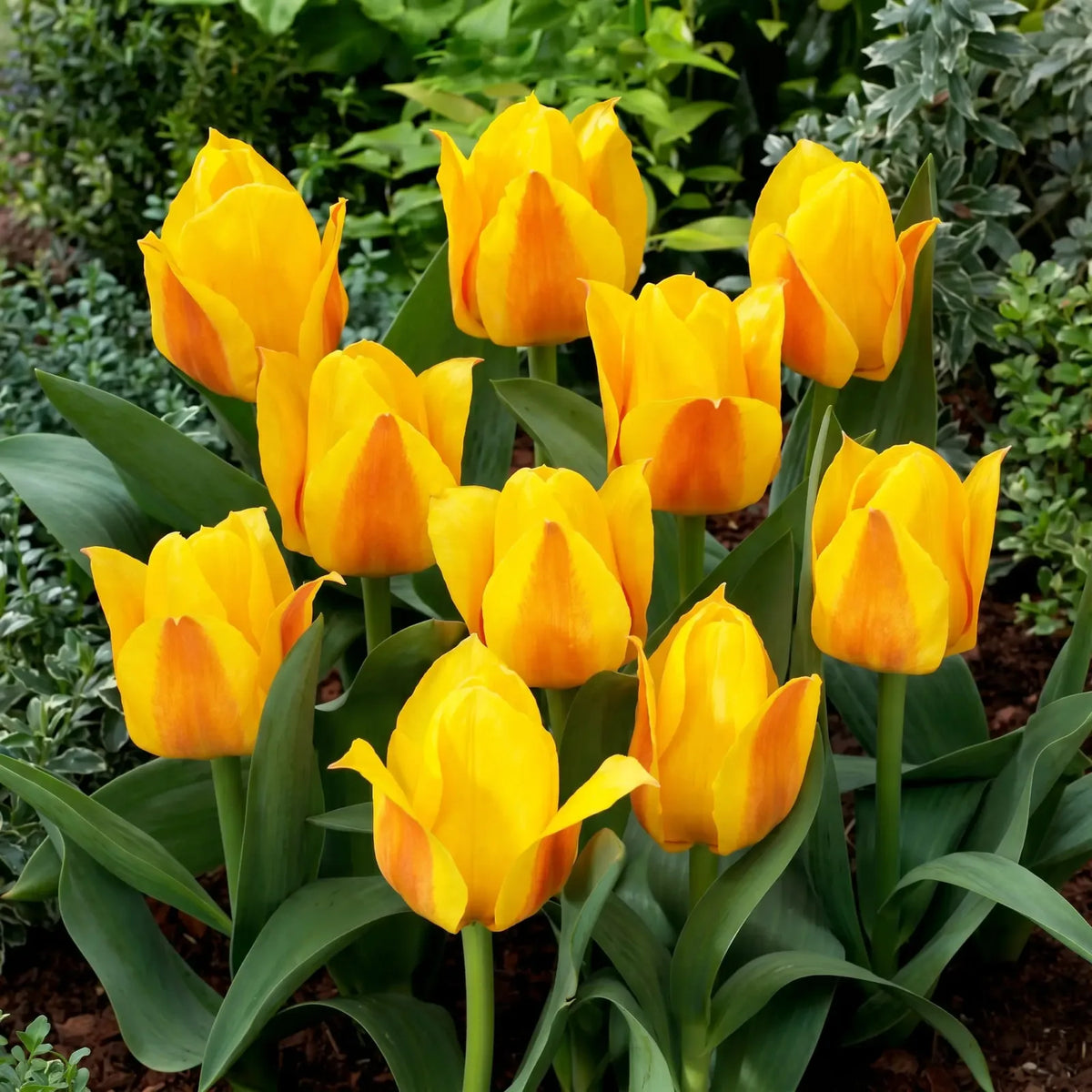 Groep Tulipa Buttercup in een tuinborder