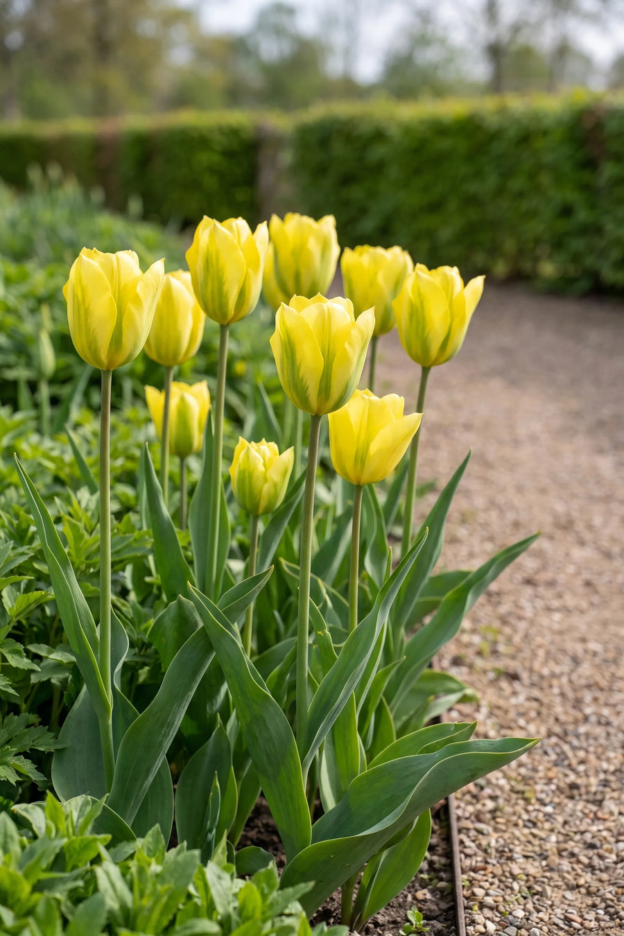 Groep Tulipa Formosa in een tuinborder