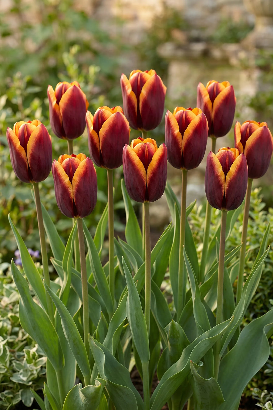 Groep Tulipa Muvota in een tuinborder