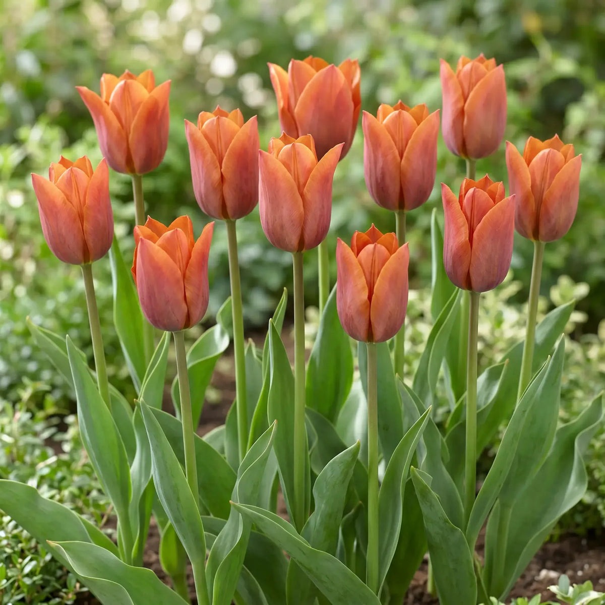 Tulipa Request group border