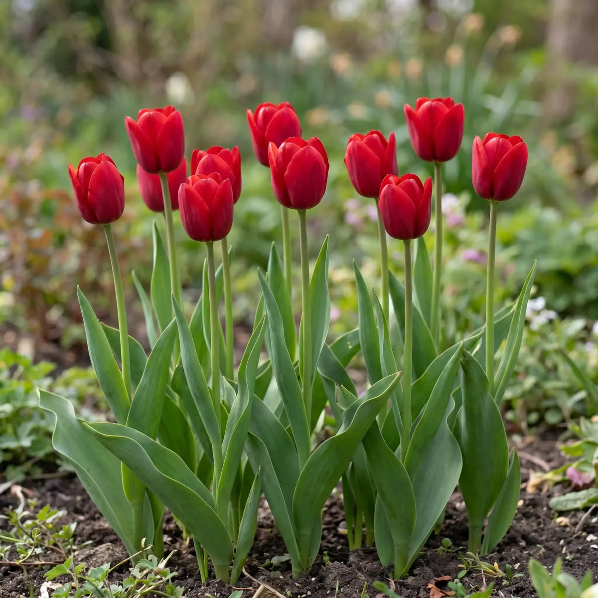 Tulipa Ile de France group border
