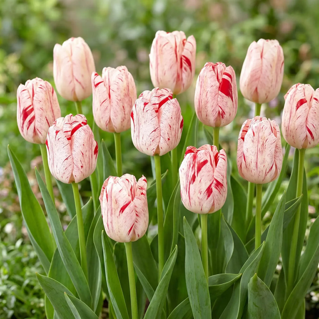 Tulipa One Direction group border