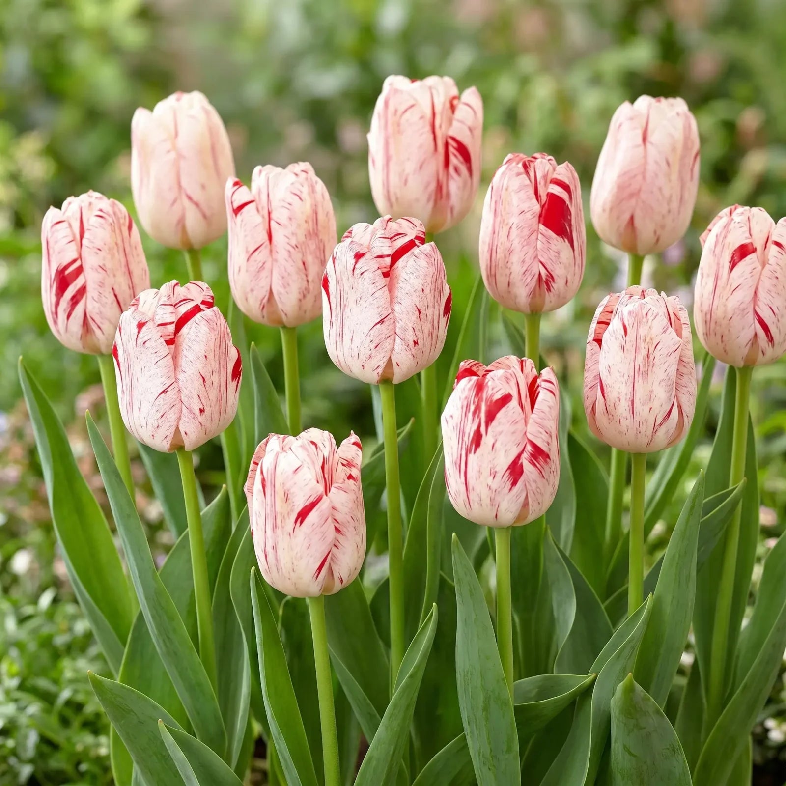 Tulipa One Direction group border
