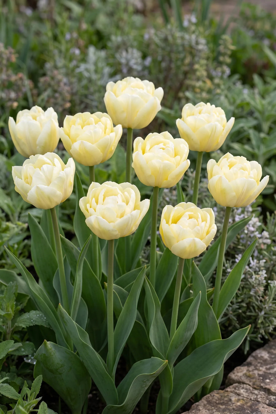 Groep Tulipa Verona in een tuinborder