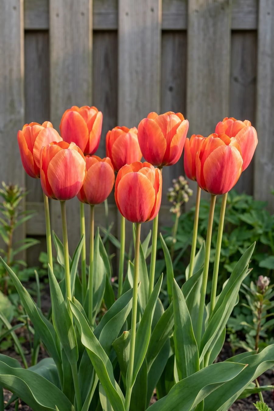 Groep Tulipa Miss Brandy in een tuinborder
