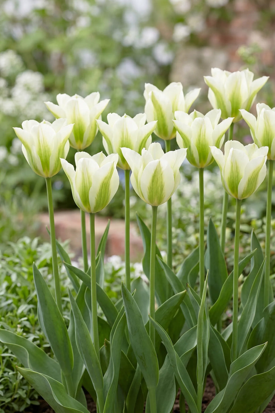 Groep Tulipa Spring Green in een tuinborder