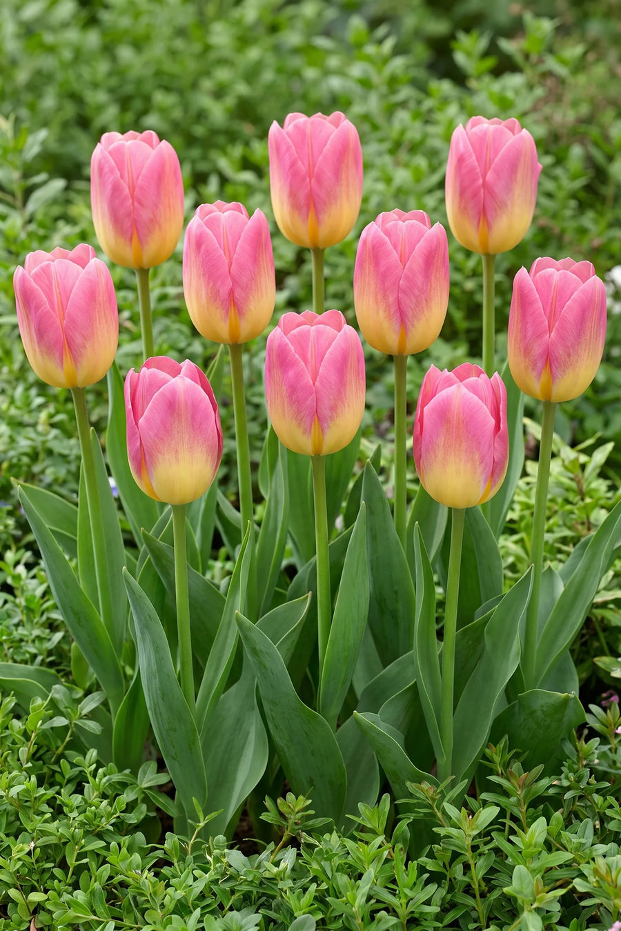 Groep Tulipa Tom Pouce in een tuinborder