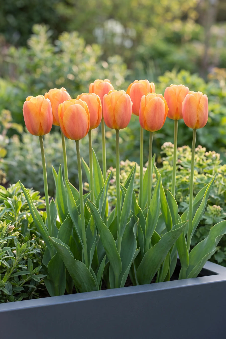 Groep Tulipa Bellville in een tuinborder
