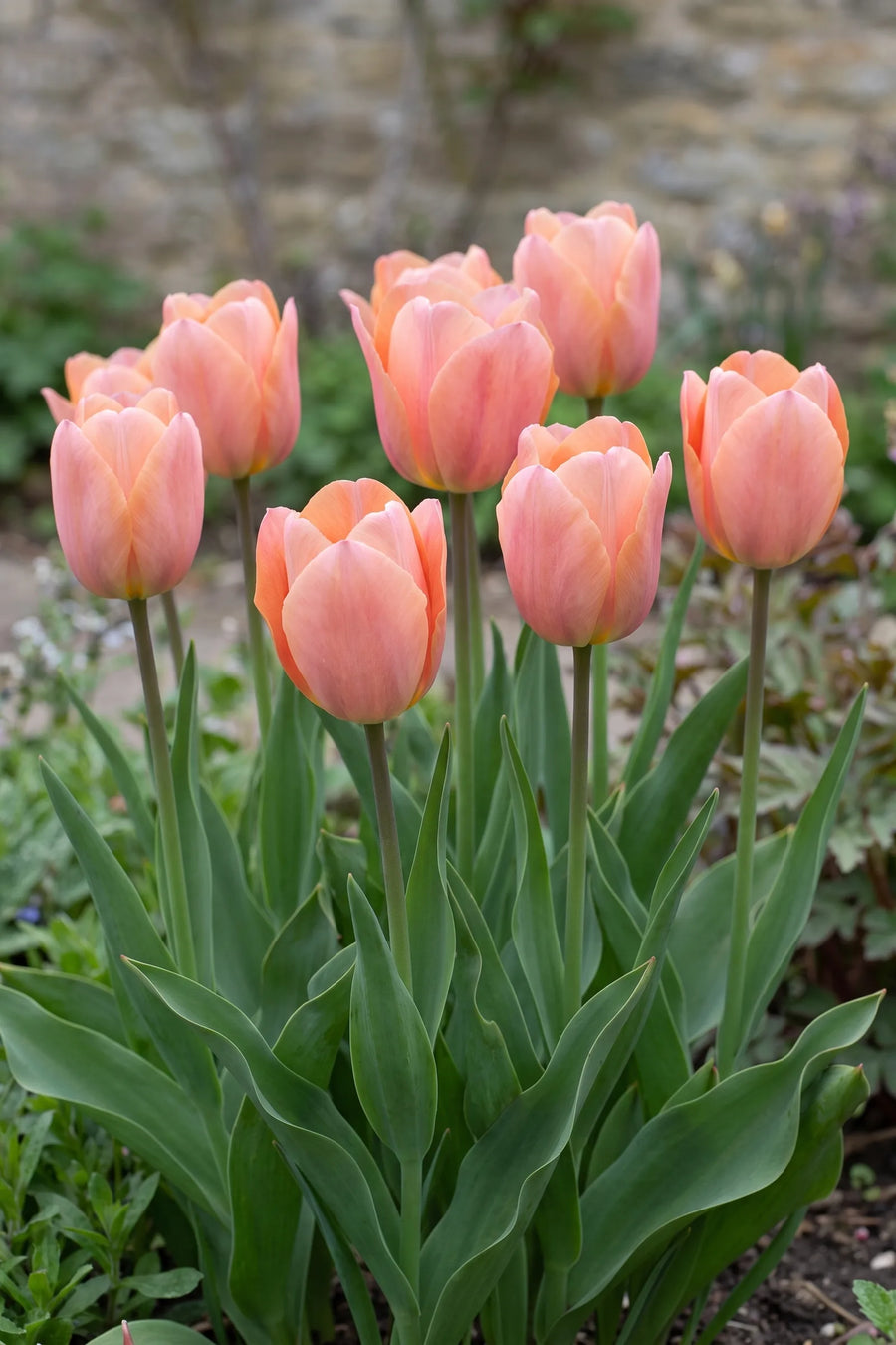 Groep Tulipa Apricot Beauty in een tuinborder