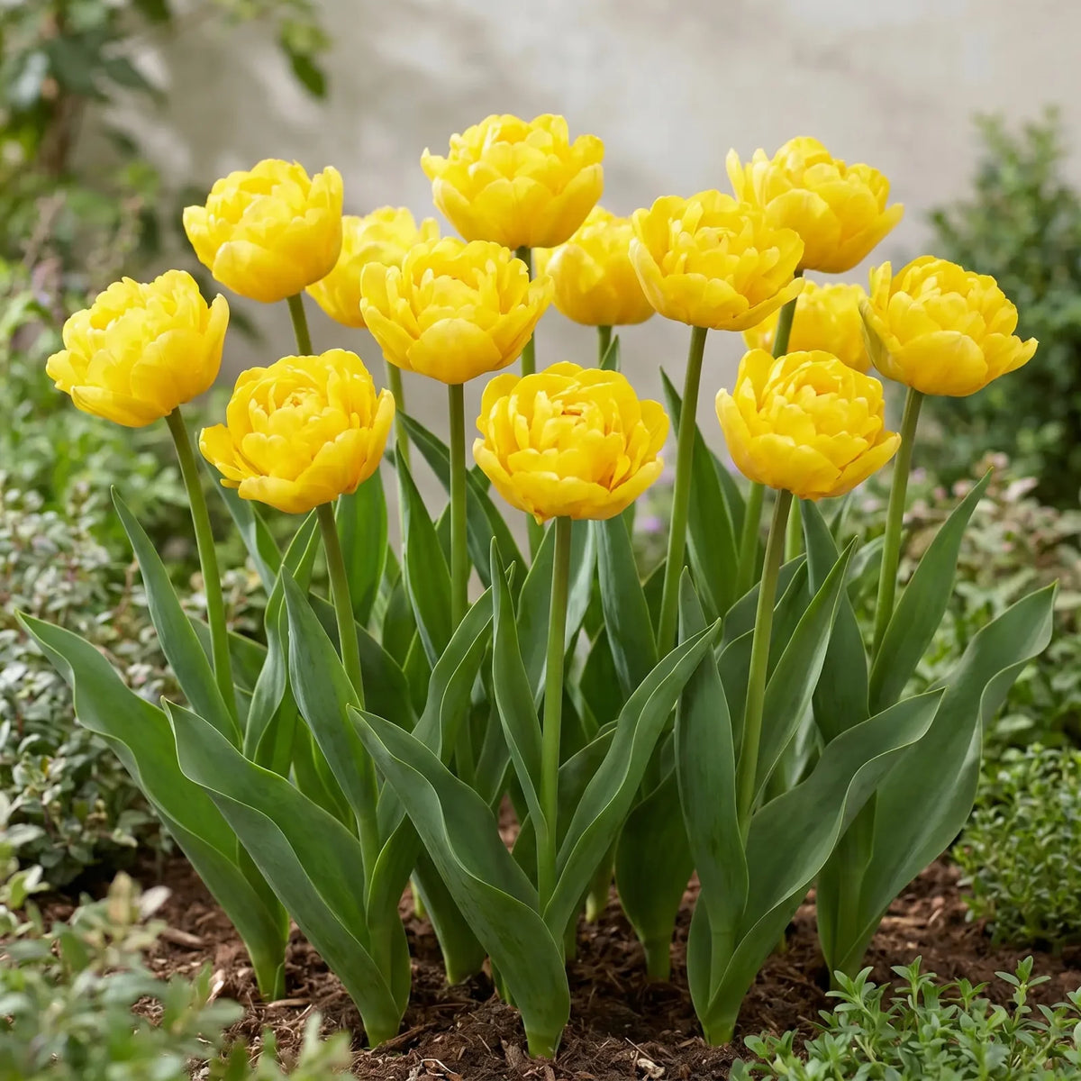 Groep Tulipa Marie Jo in een tuinborder