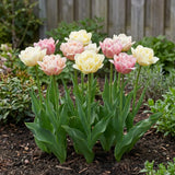 Groep Tulipa Silk Road in een tuinborder