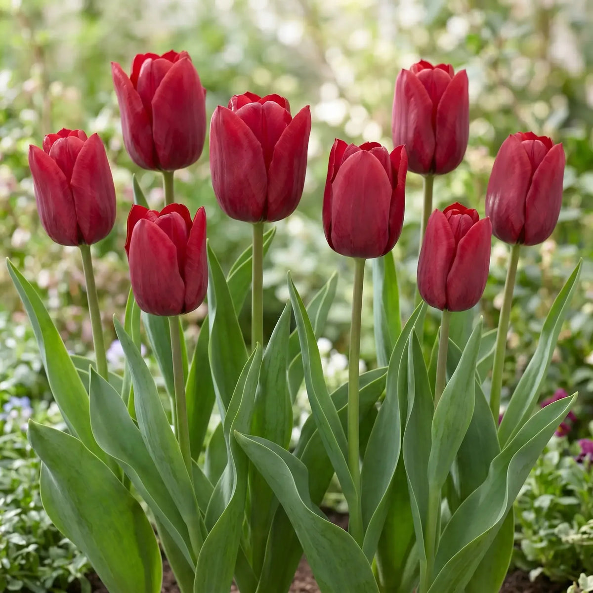 Tulipa Seadov group border