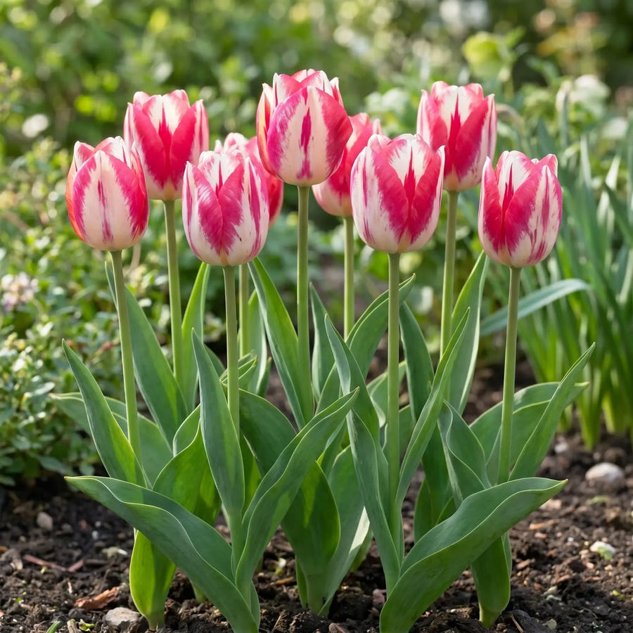 Tulipa Spryng Break group border