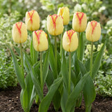 Tulipa Cape Town group border