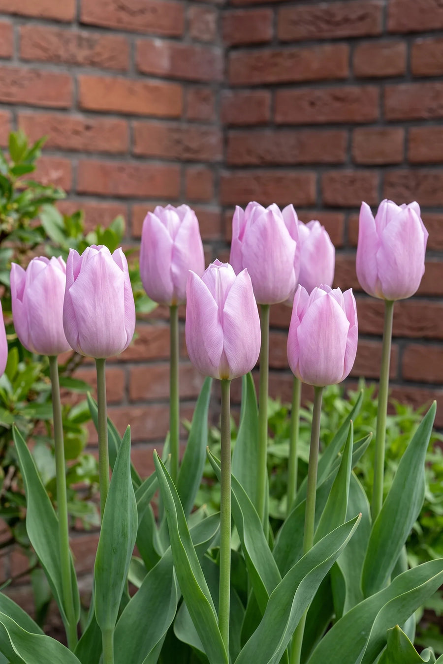 Groep Tulipa Candy Prince in een tuinborder
