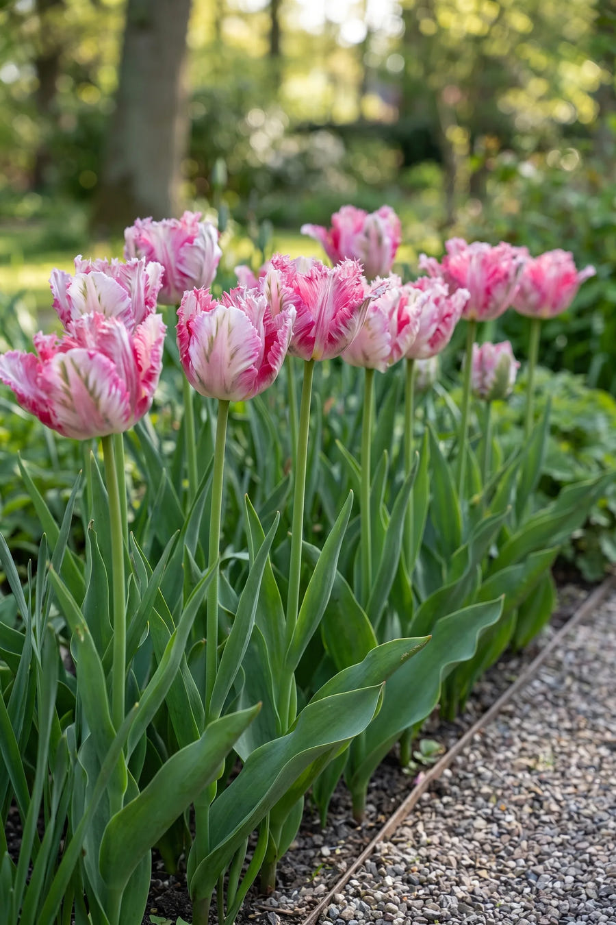 Groep Tulipa Silver Parrot in een tuinborder