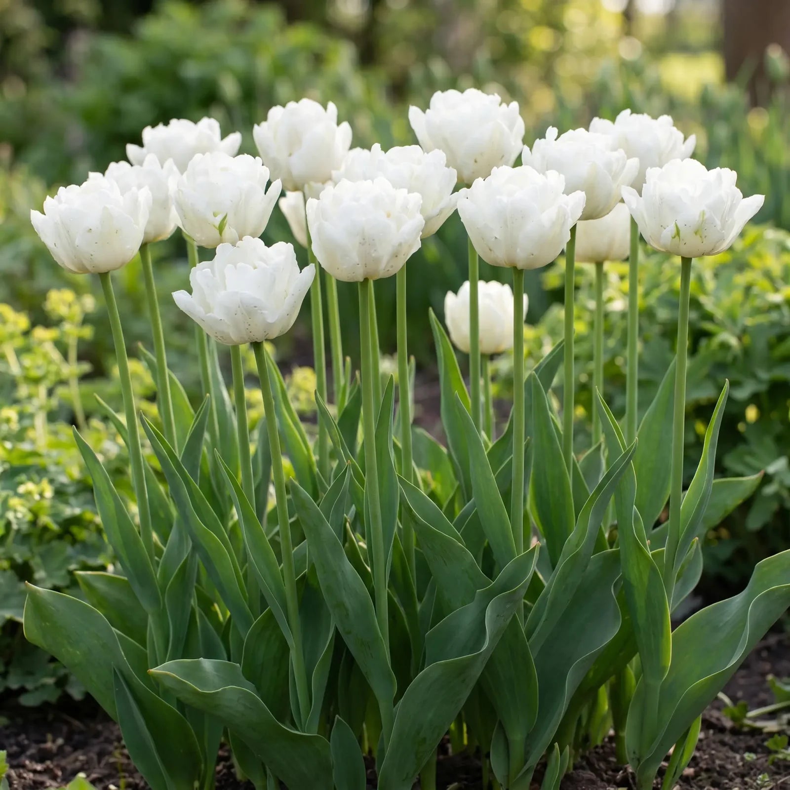 Groep Tulipa Mondial in een tuinborder