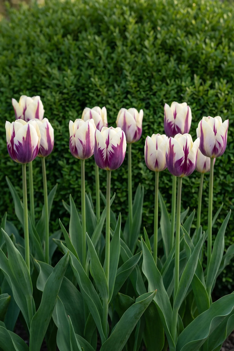 Groep Tulipa Flaming Flag in een tuinborder