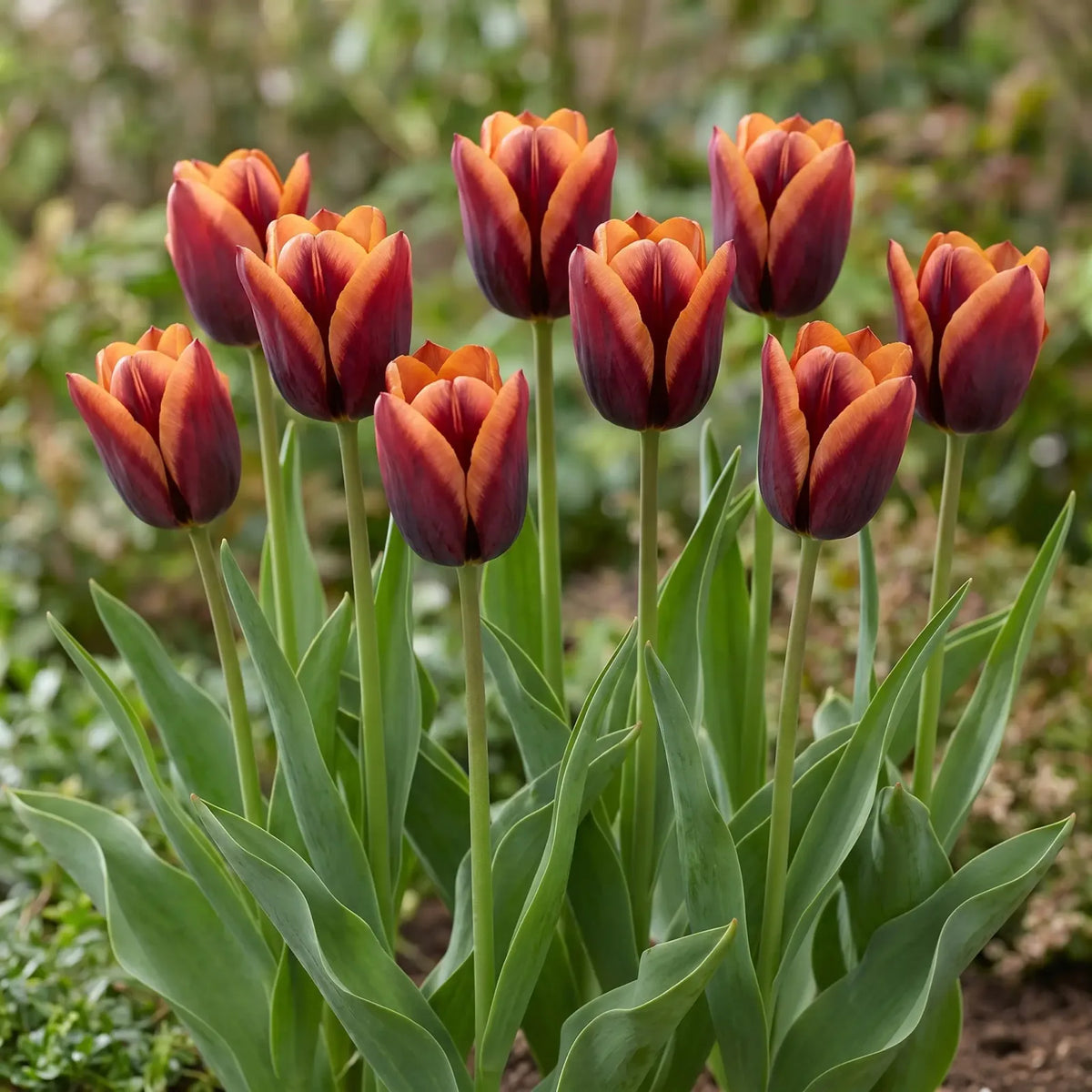 Tulipa Muvota group border