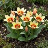 Groep Tulipa Johan Strauss in een tuinborder