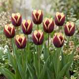 Tulipa Gavota group border