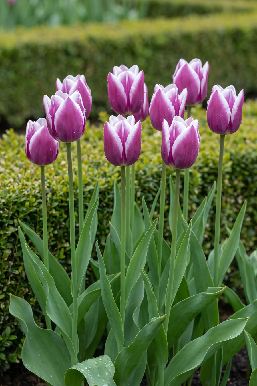 Groep Tulipa Synaeda Blue in een tuinborder