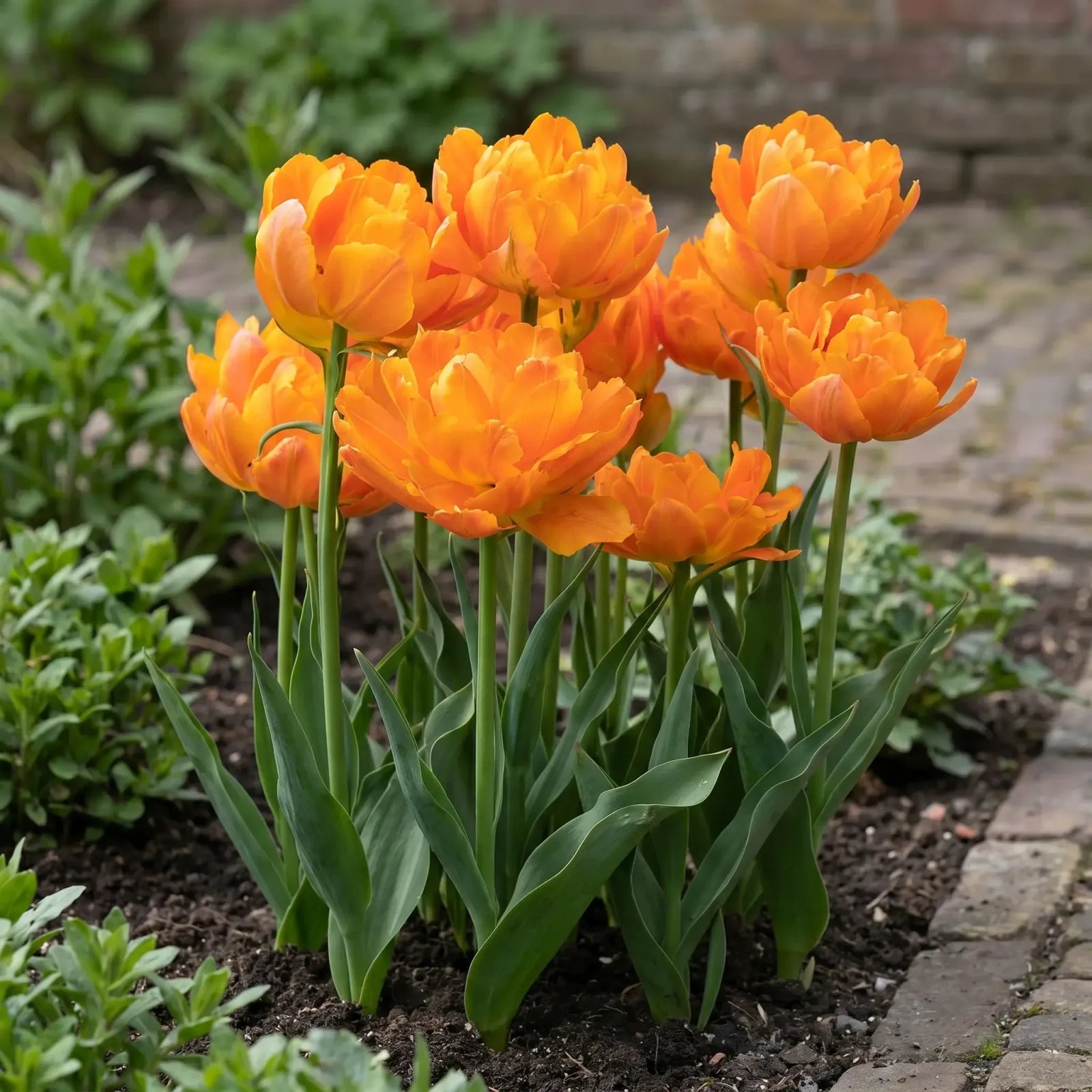 Groep Tulipa Orca in een tuinborder