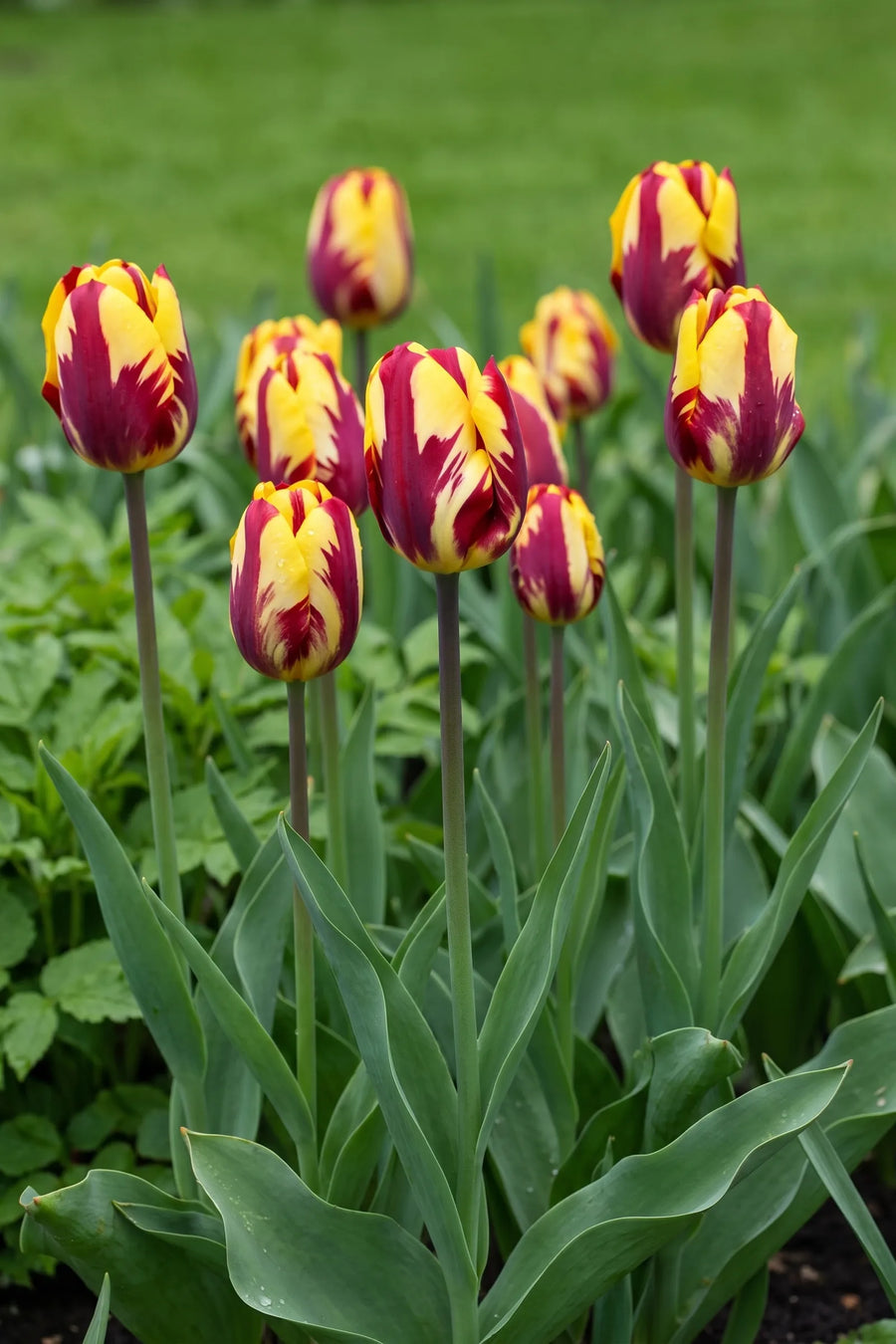 Groep Tulipa Helmar in een tuinborder
