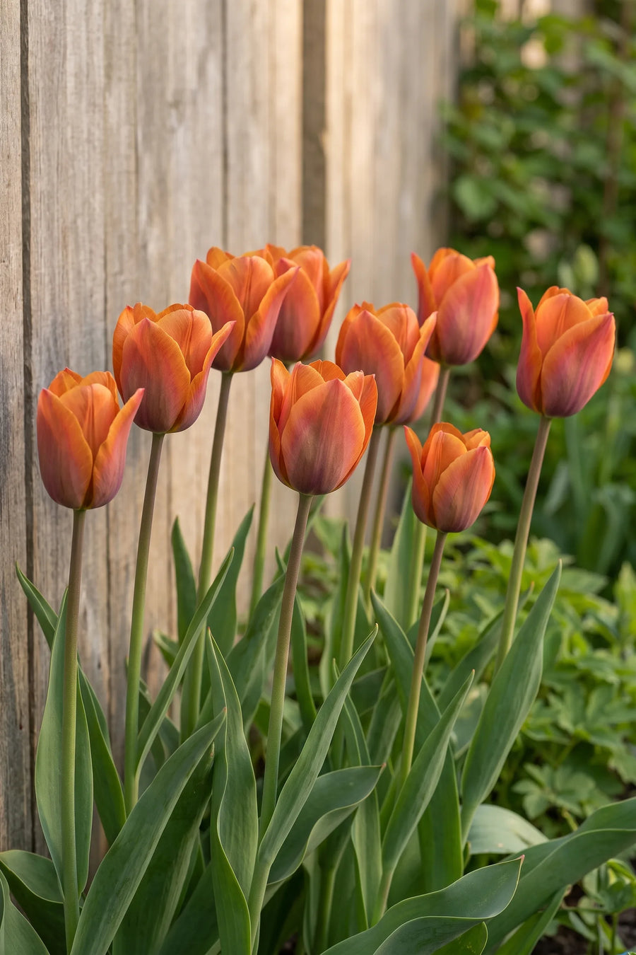 Groep Tulipa Request in een tuinborder