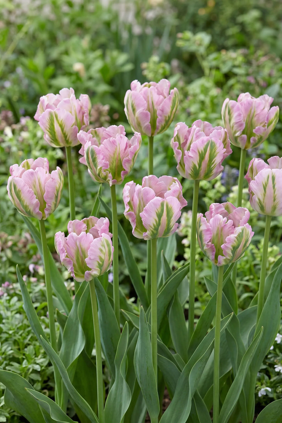 Groep Tulipa Green Wave in een tuinborder