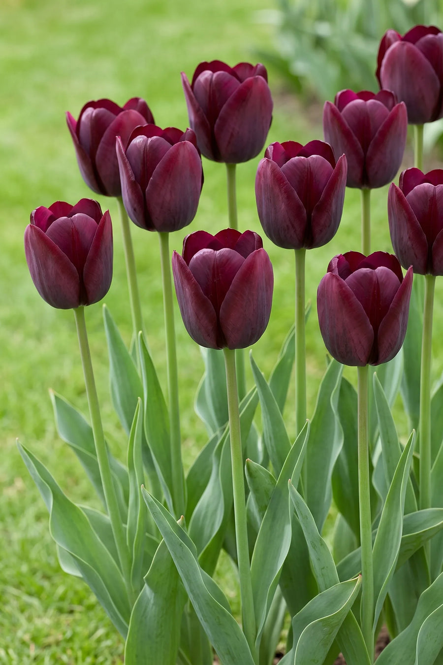 Groep Tulipa Ronaldo in een tuinborder