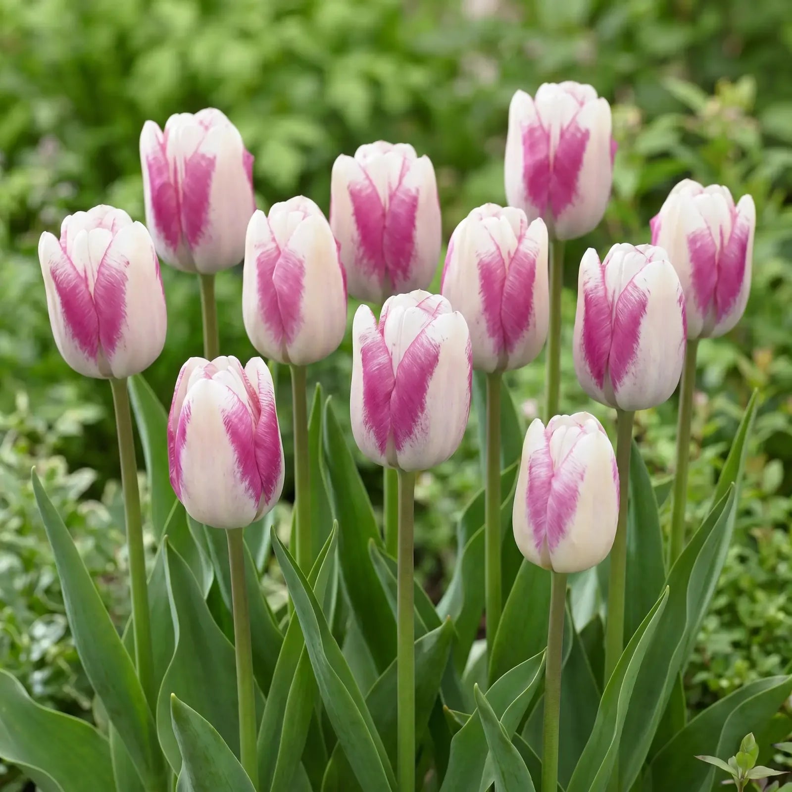 Tulipa Hotpants group border