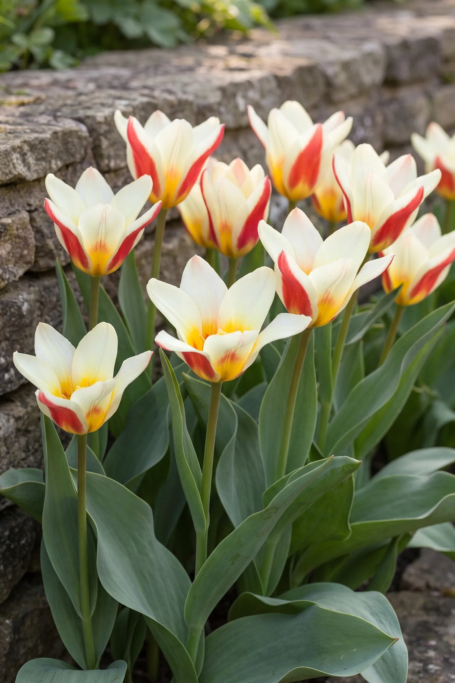 Groep Tulipa The First in een tuinborder