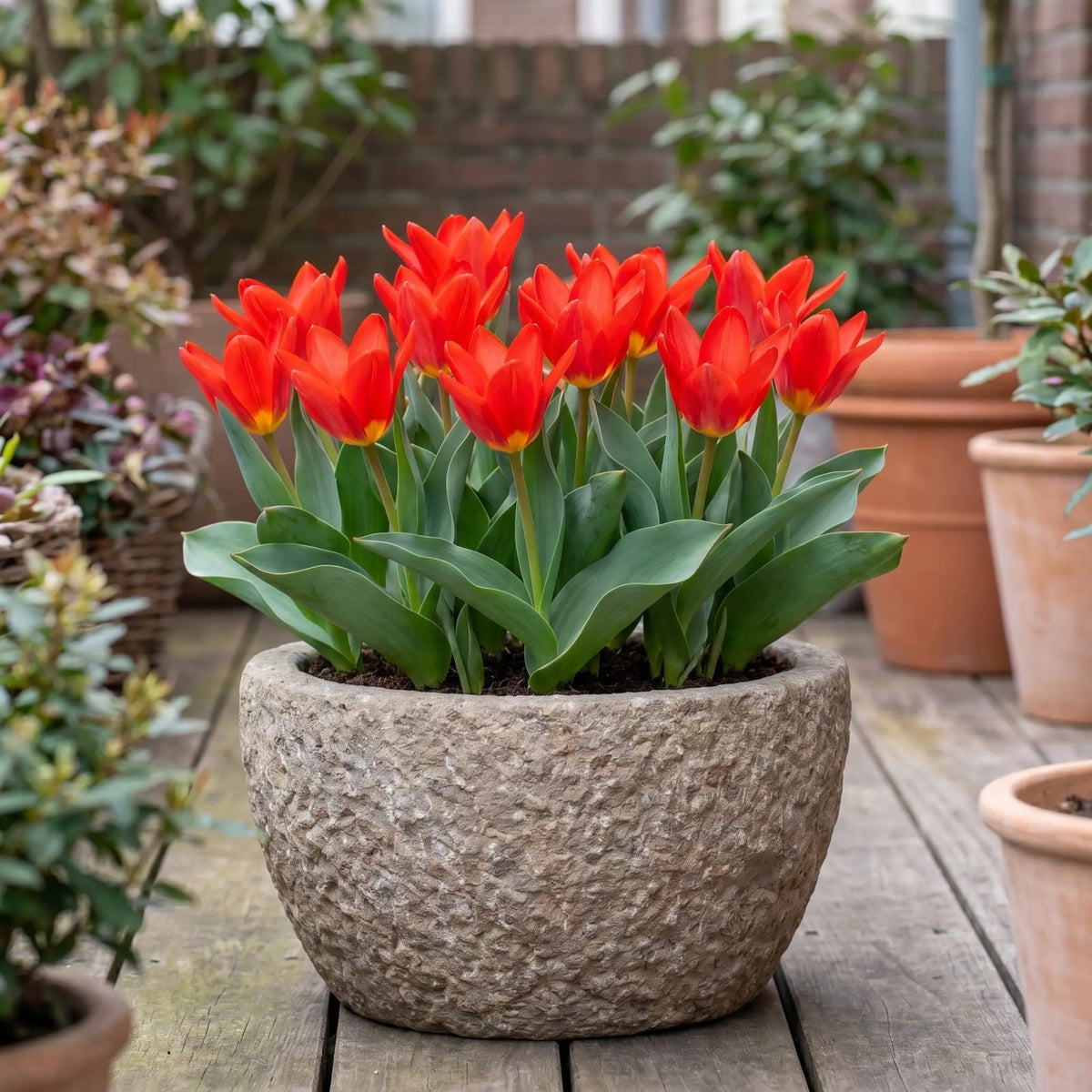 Tulipa Scarlet Baby in een terracotta pot op een terras