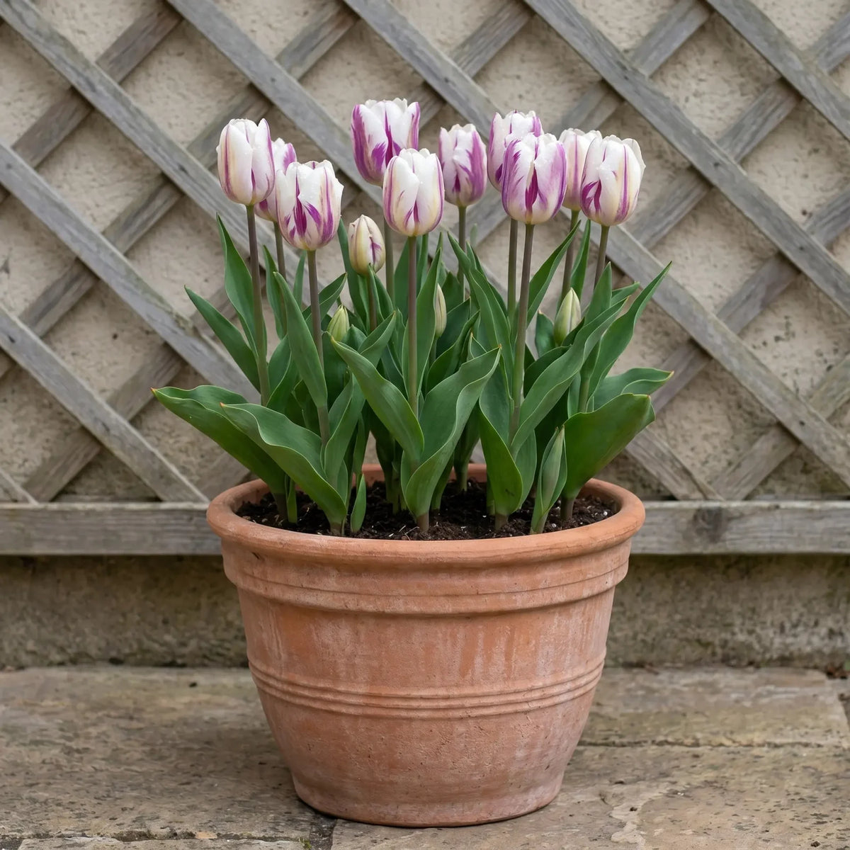 Tulipa Flaming Flag pot balcony