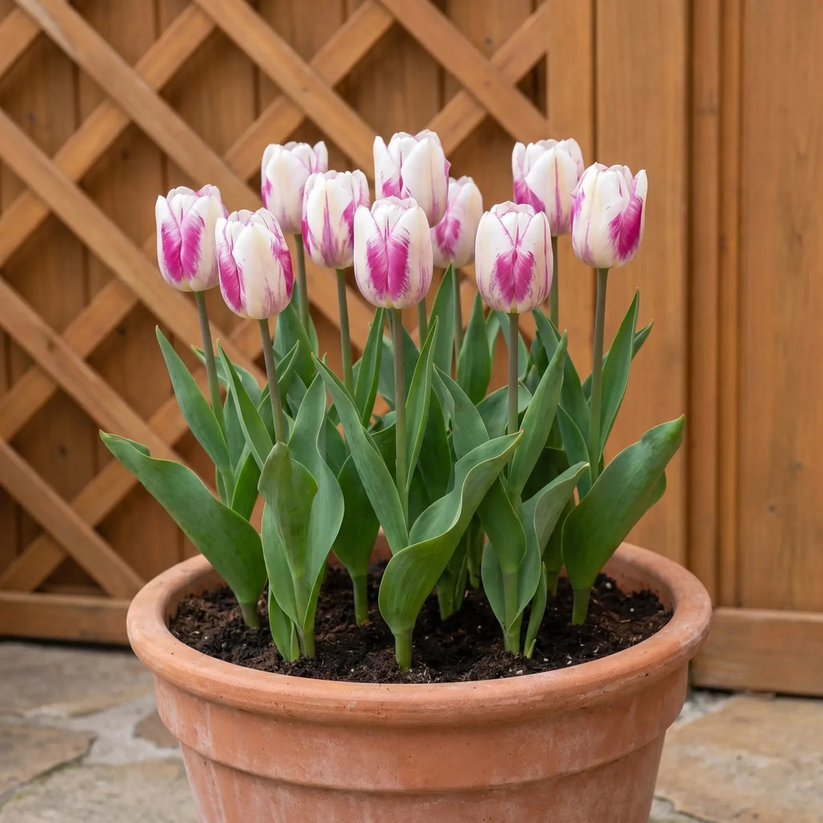 Tulipa Hotpants pot balcony