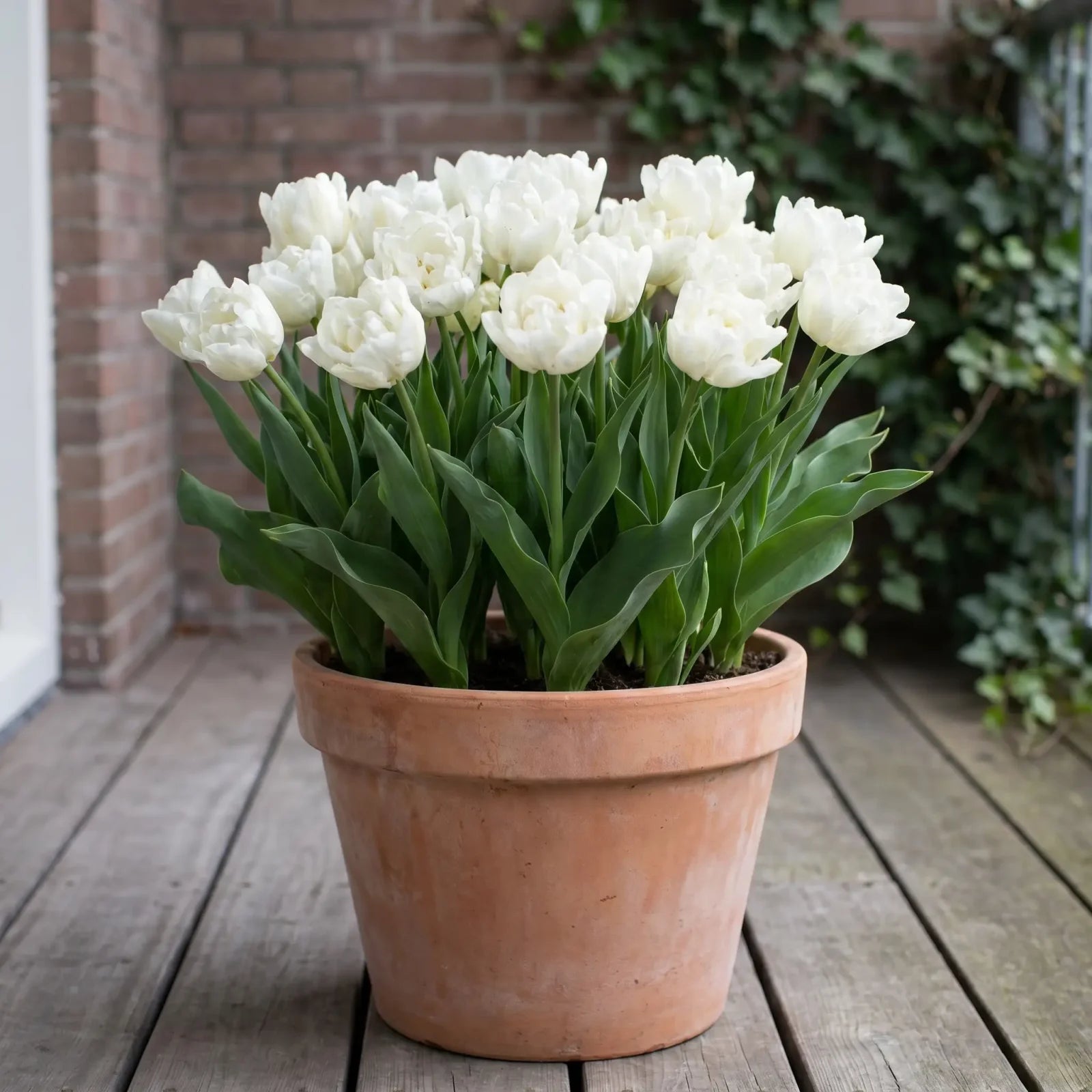 Tulipa Mondial in een terracotta pot op een terras