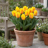 Tulipa Buttercup in een terracotta pot op een terras
