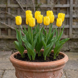 Tulipa Strong Gold pot balcony