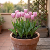 Tulipa Synaeda Amor pot balcony