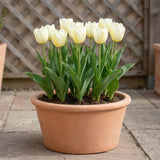 Tulipa Francoise pot balcony