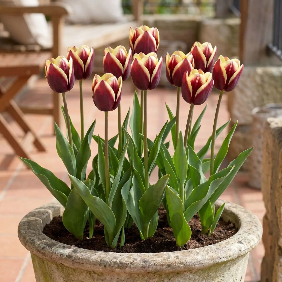 Tulipa Gavota pot balcony