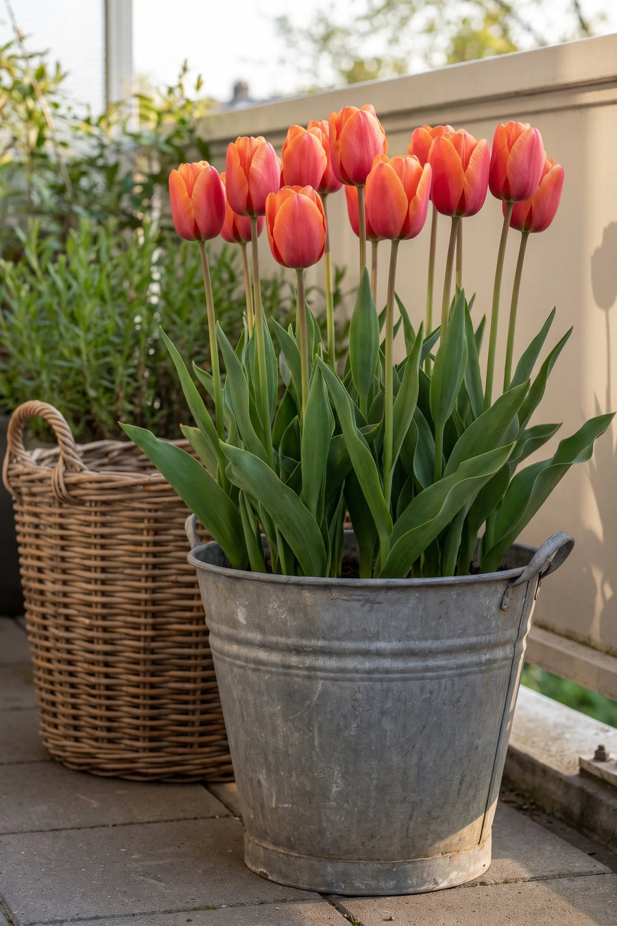 Tulipa Miss Brandy in een pot op een terras